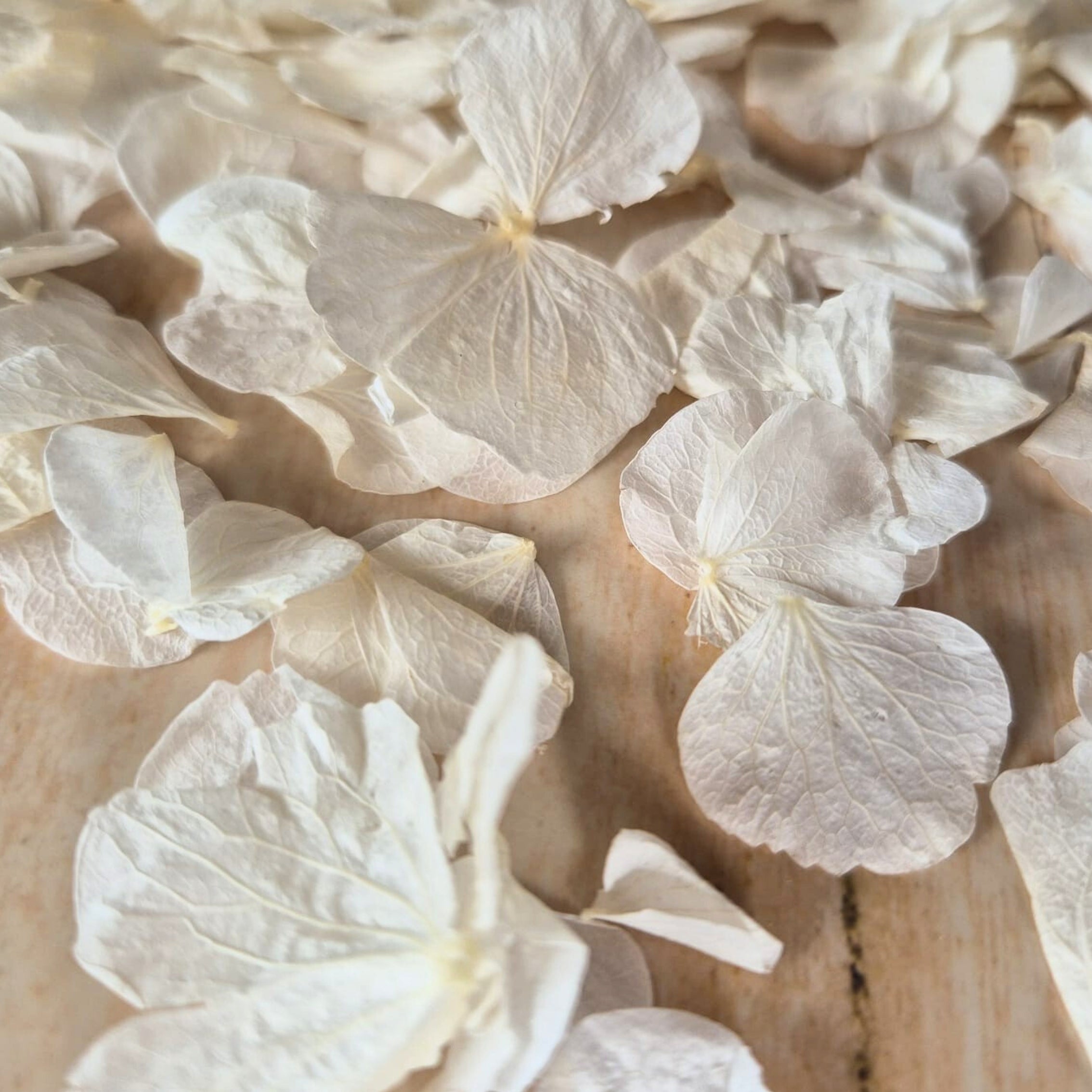 Close-up of white flower petals on a wooden surface