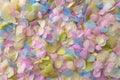 Close-up of colorful hydrangea flowers in pastel shades.