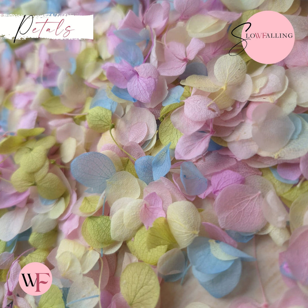 Snow petals® Hydrangeas - Pastel party mix