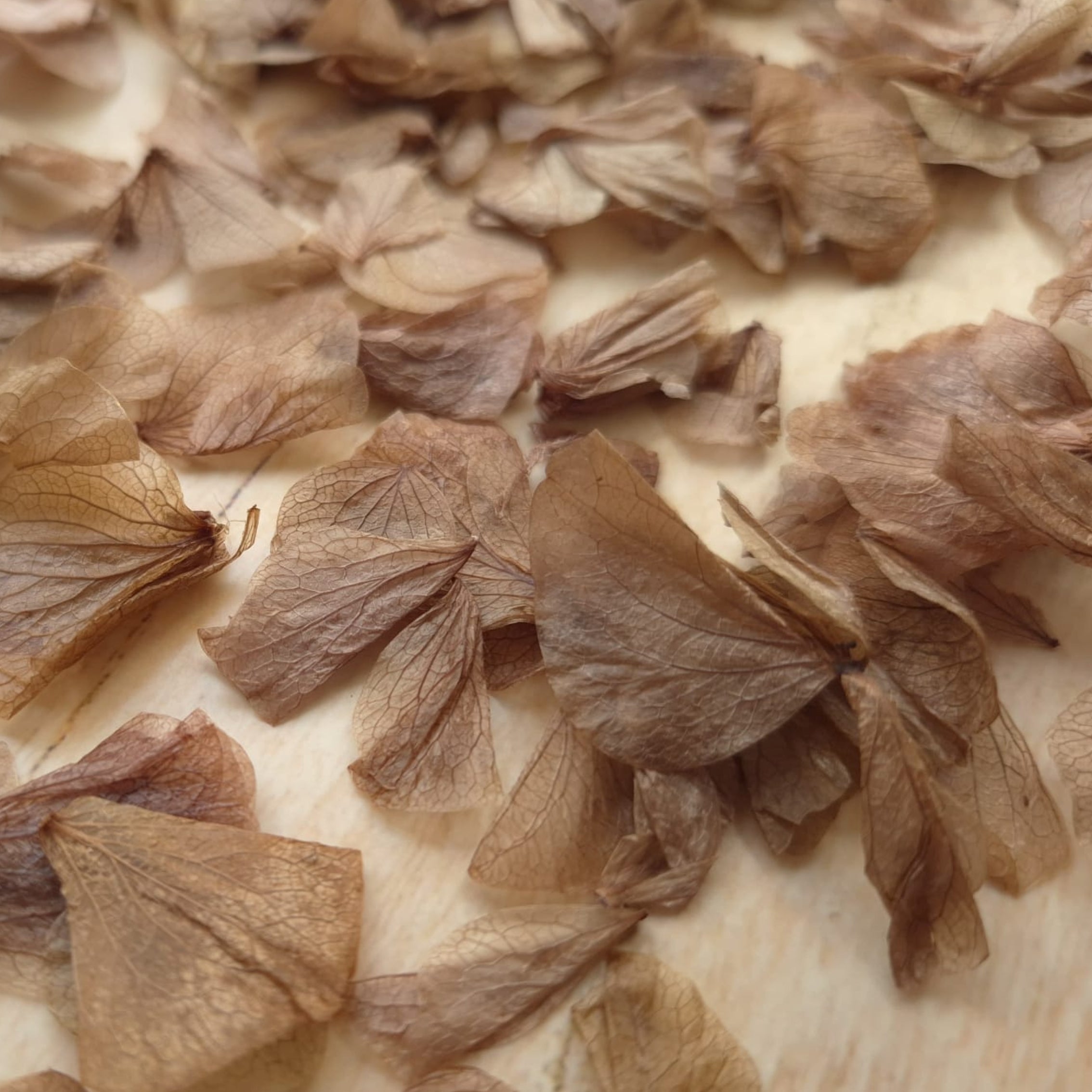 Hydrangea Petals - chocolate