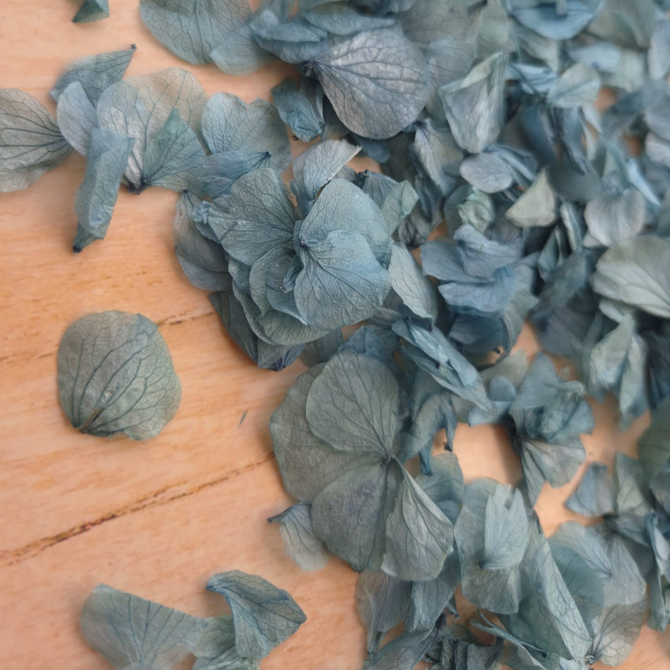 Hydrangea Petals - Blue