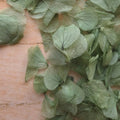 Hydrangea Petals - Green