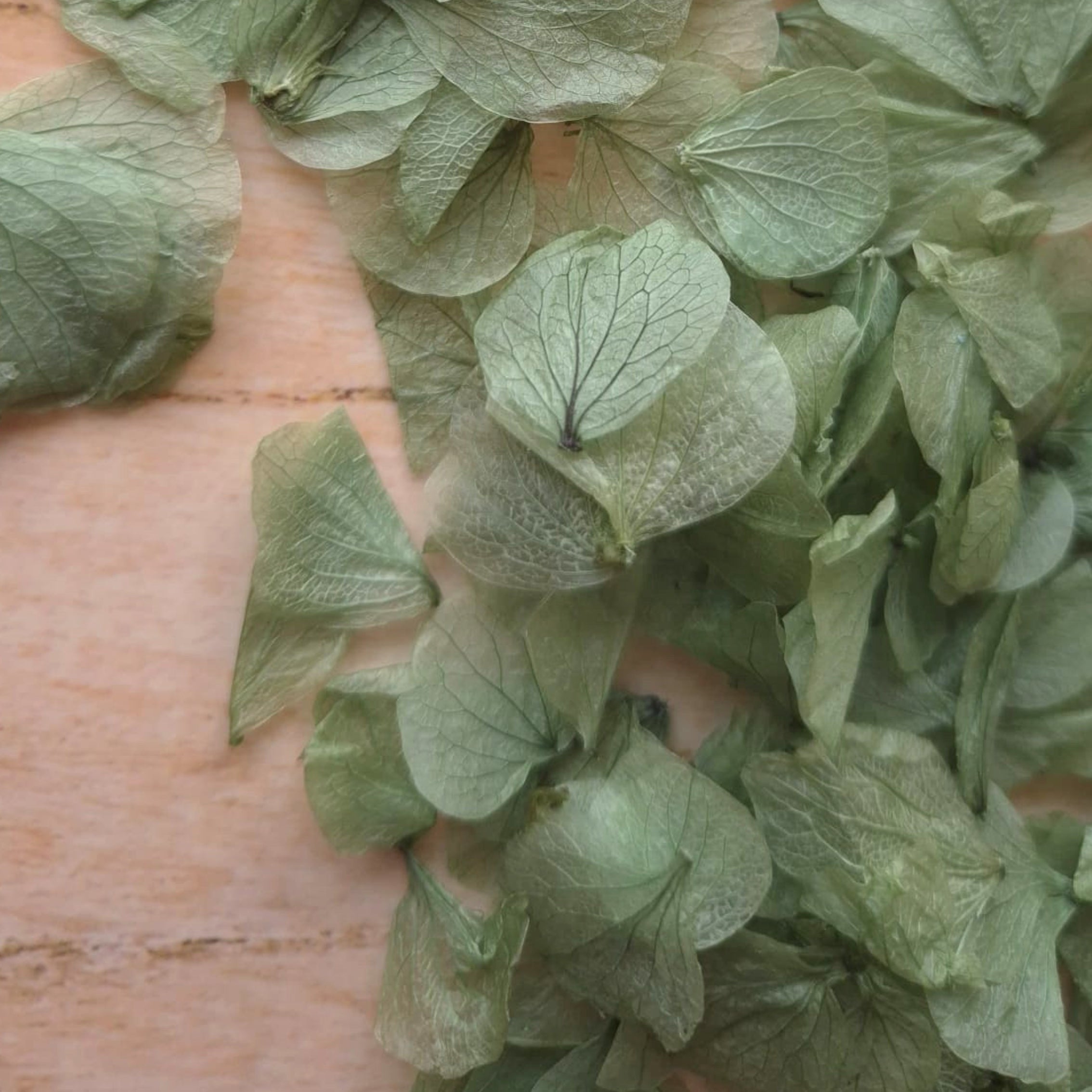 Hydrangea Petals - Green