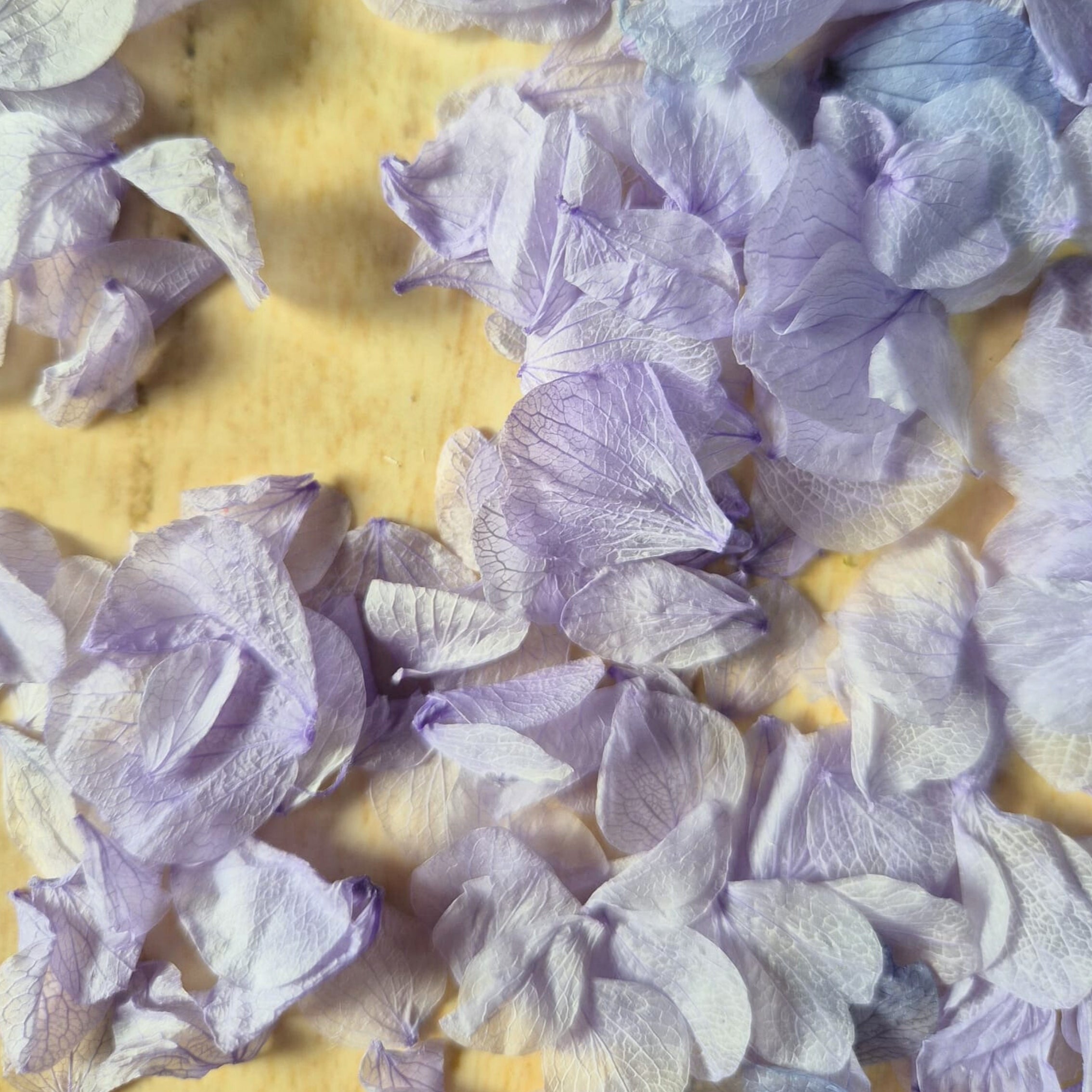 Hydrangea Petals - Purple