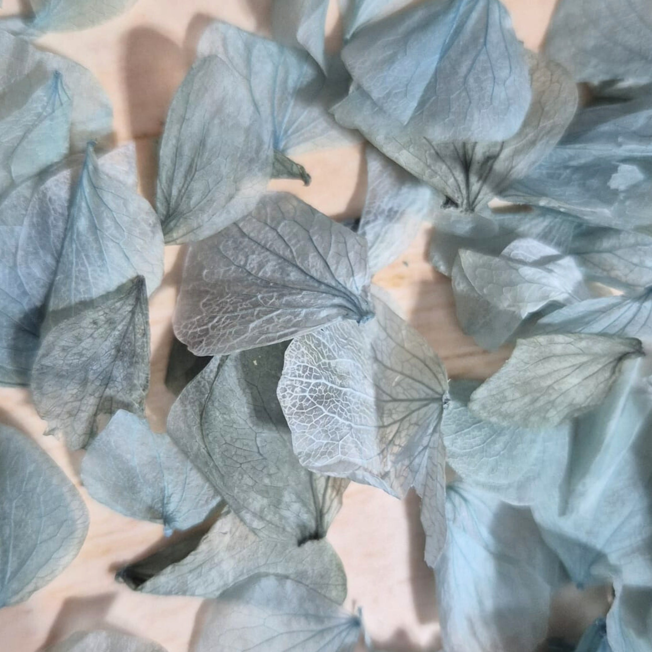 Hydrangea Petals - Blue