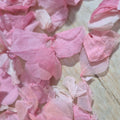 Hydrangea Petals - medium pink