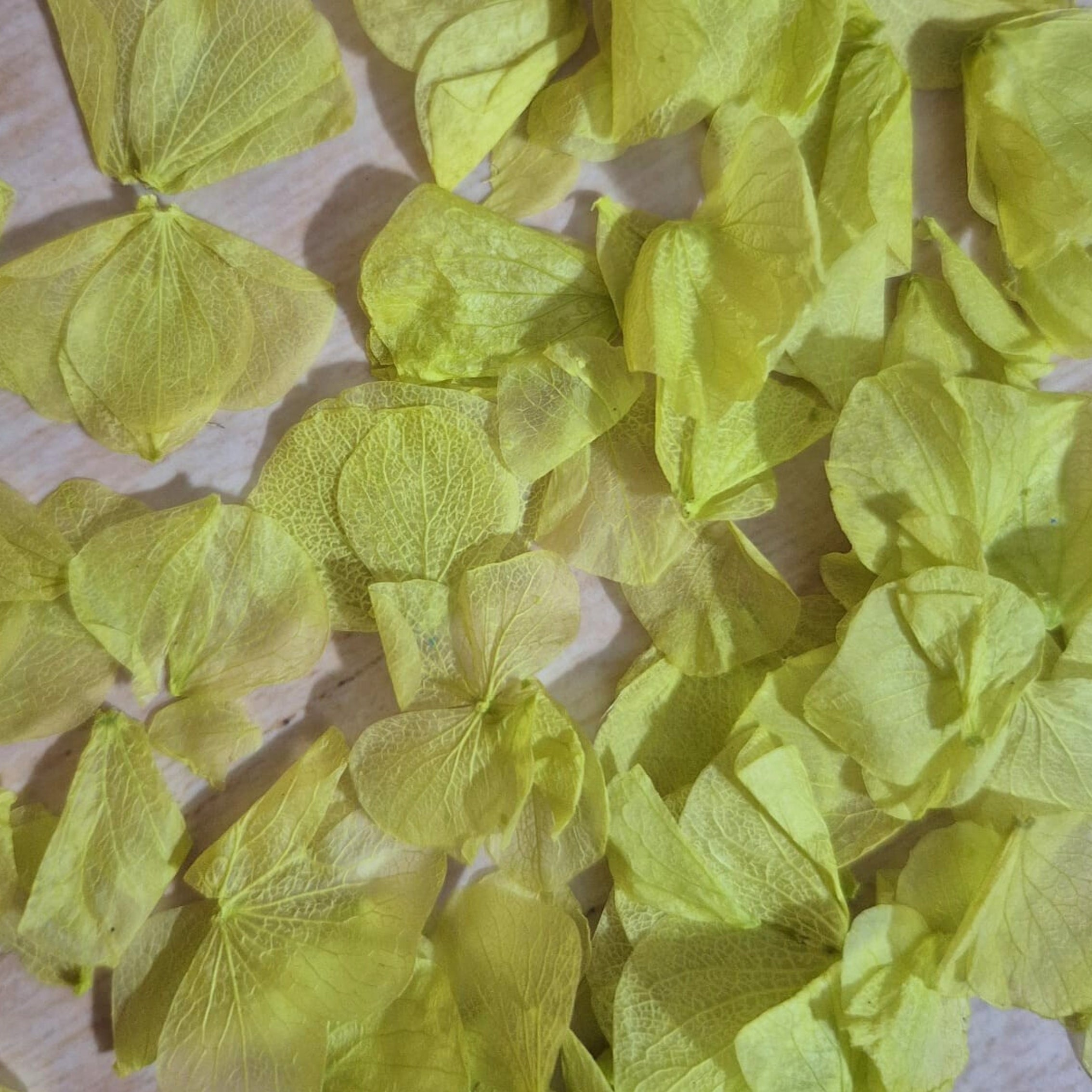 Hydrangea Petals - Lime Green
