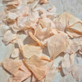 Hydrangea Petals - Peach
