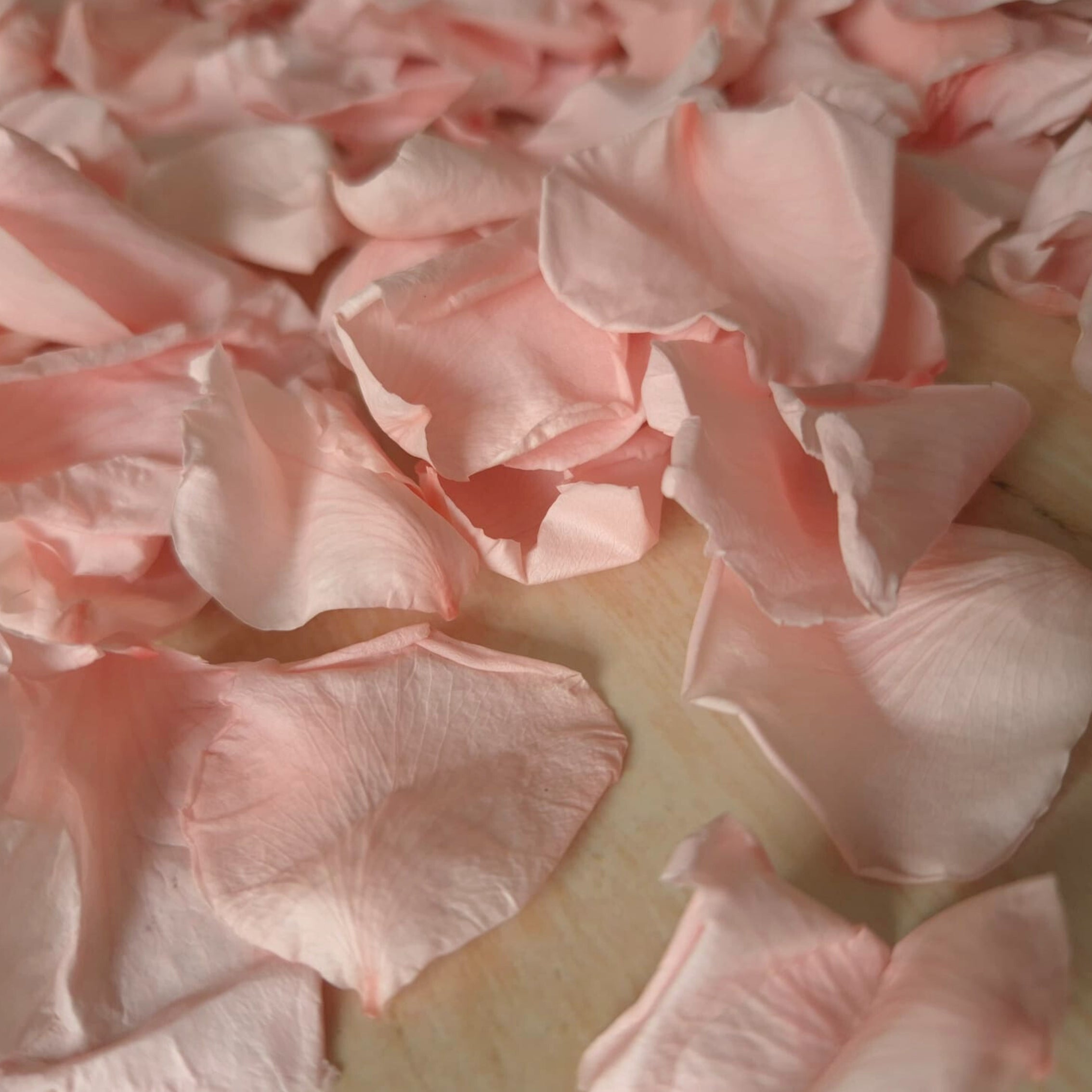 Rose petals - preserved - Light pink