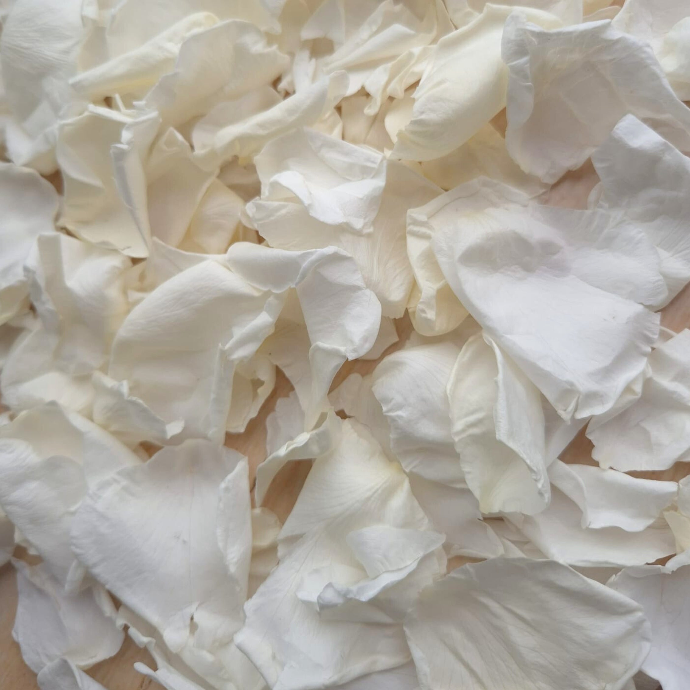 Rose petals - preserved - light ivory white