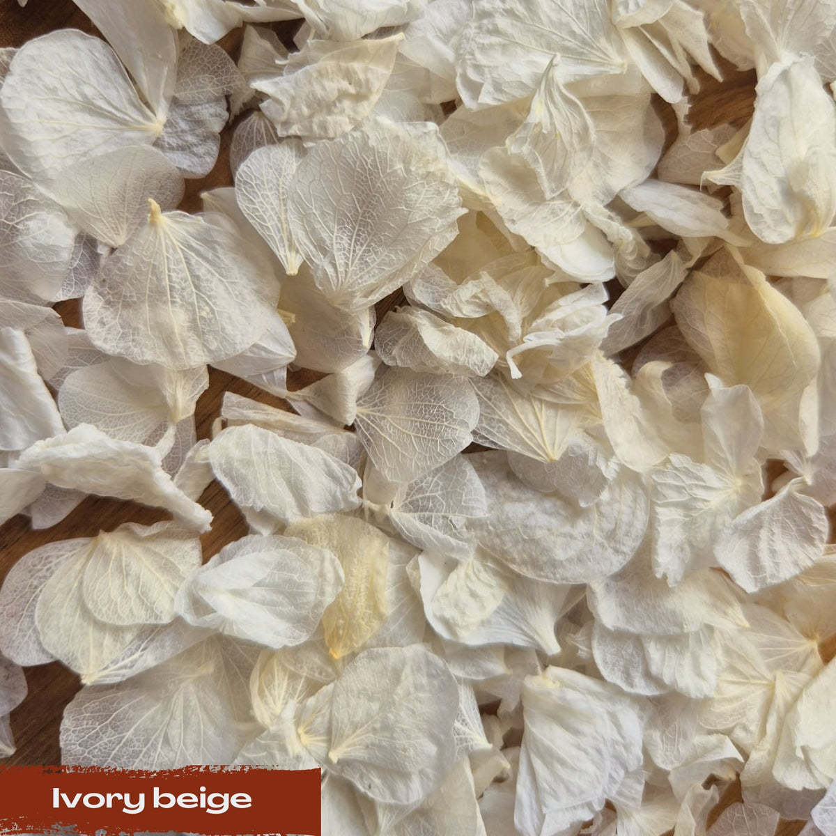 Hydrangea Petals - Ivory Beige
