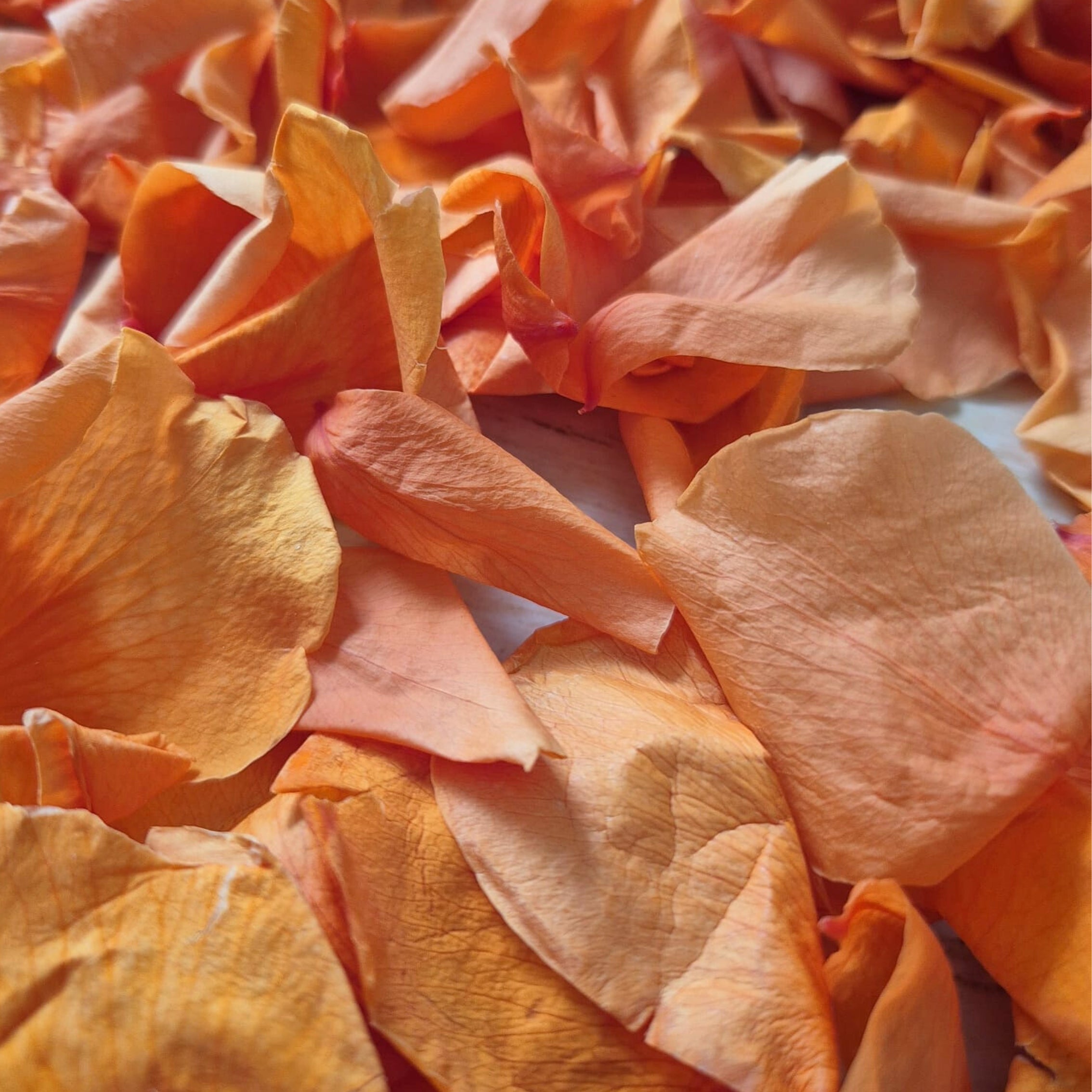 Rose petals - preserved - Burnt Orange