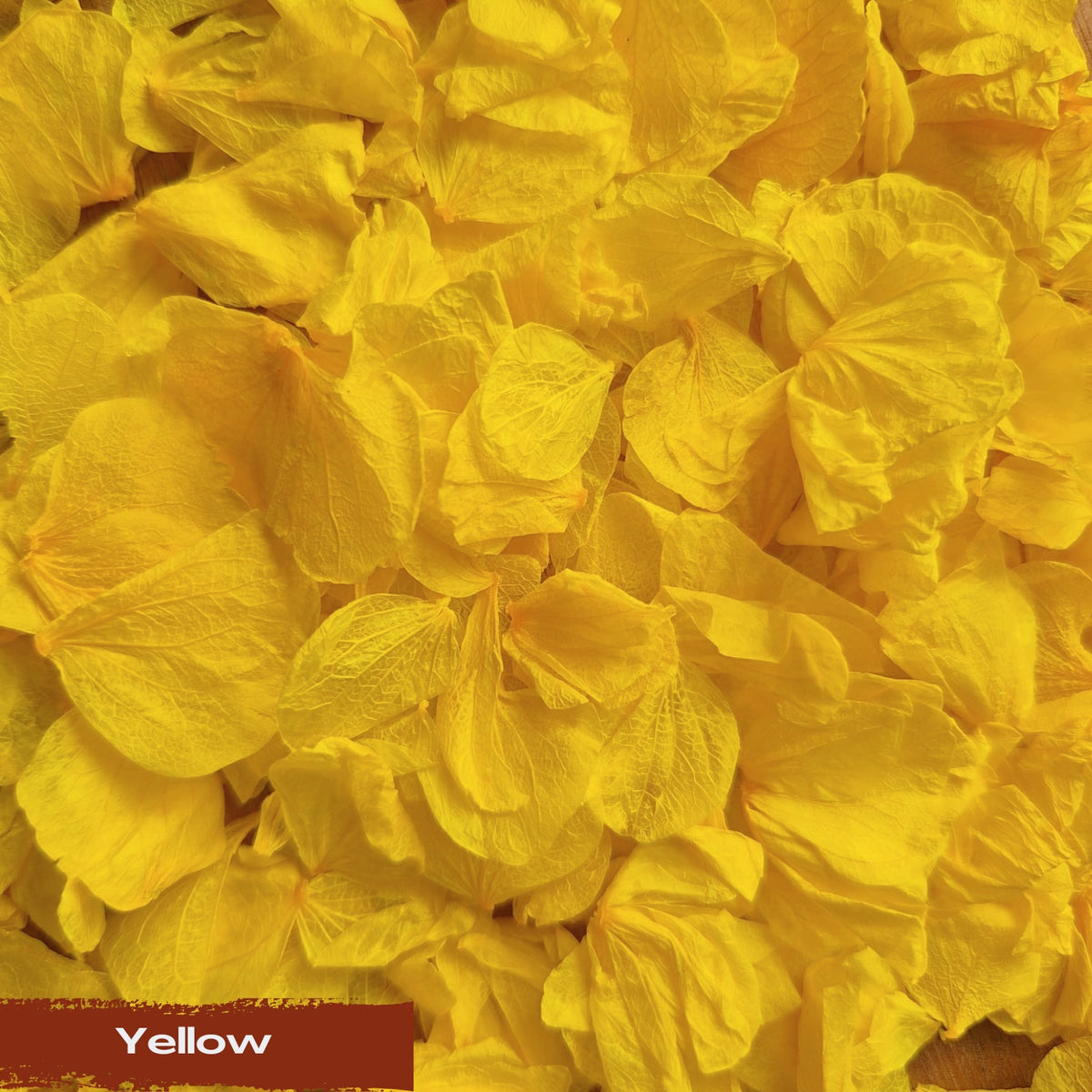 Hydrangea Petals - Yellow