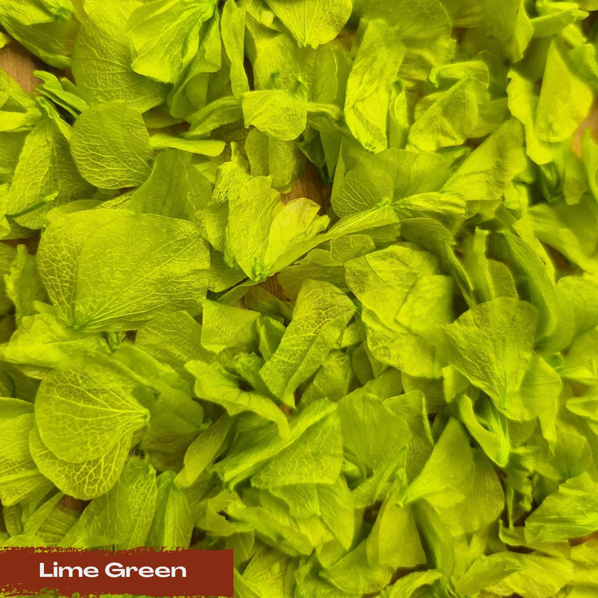 Hydrangea Petals - Lime Green