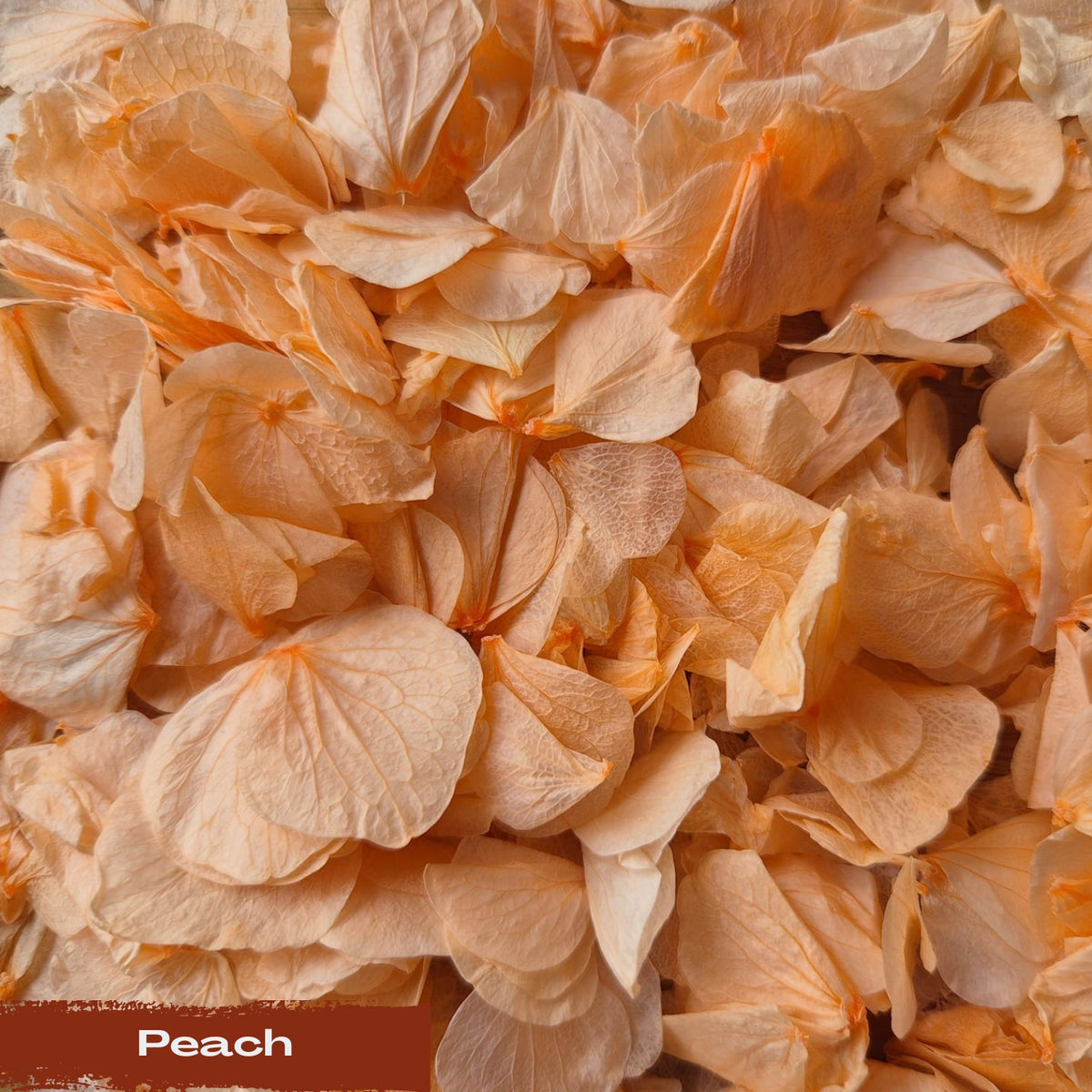 Hydrangea Petals - Peach