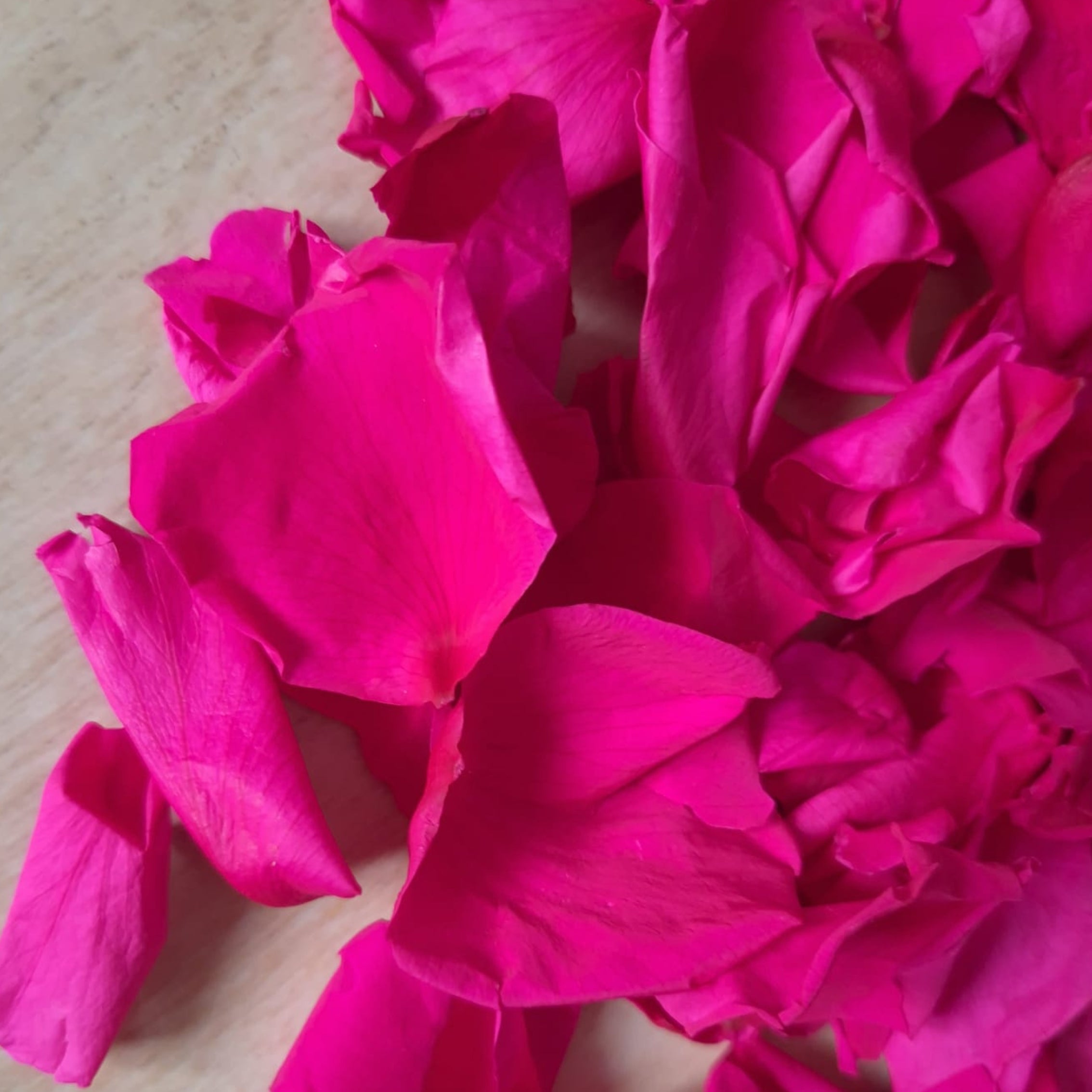 Rose petals - preserved - Fuschia pink