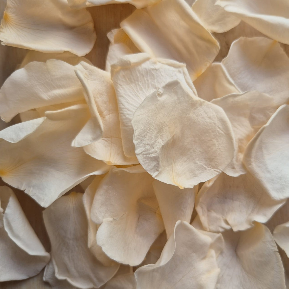 Rose petals - preserved - Light  Peach