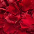 Rose petals - preserved - Red